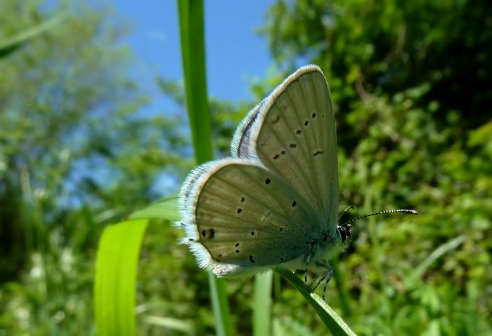 Farfalle della Val Nerina (e dintorni)